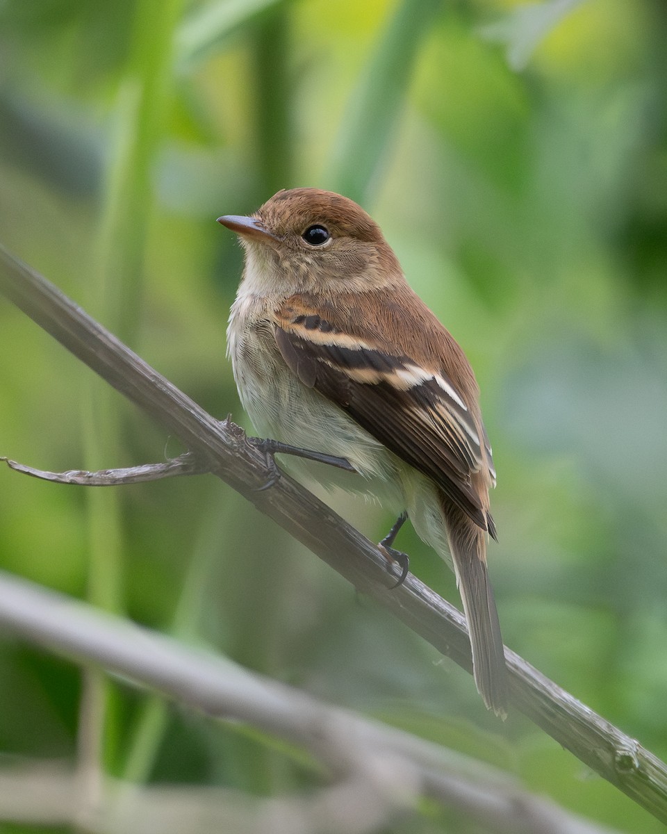 Bran-colored Flycatcher - Nicolas Mazzini