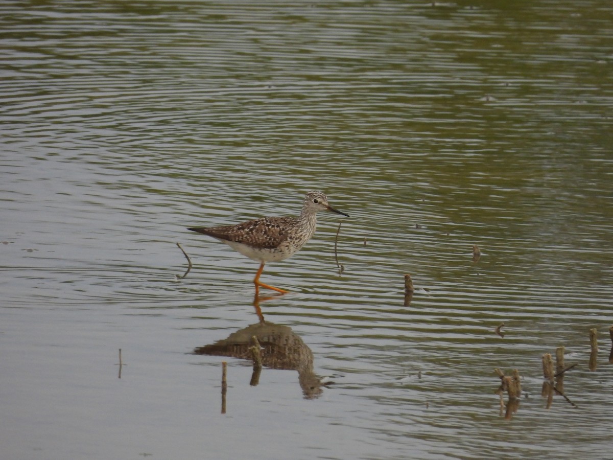 Lesser Yellowlegs - ML618002662