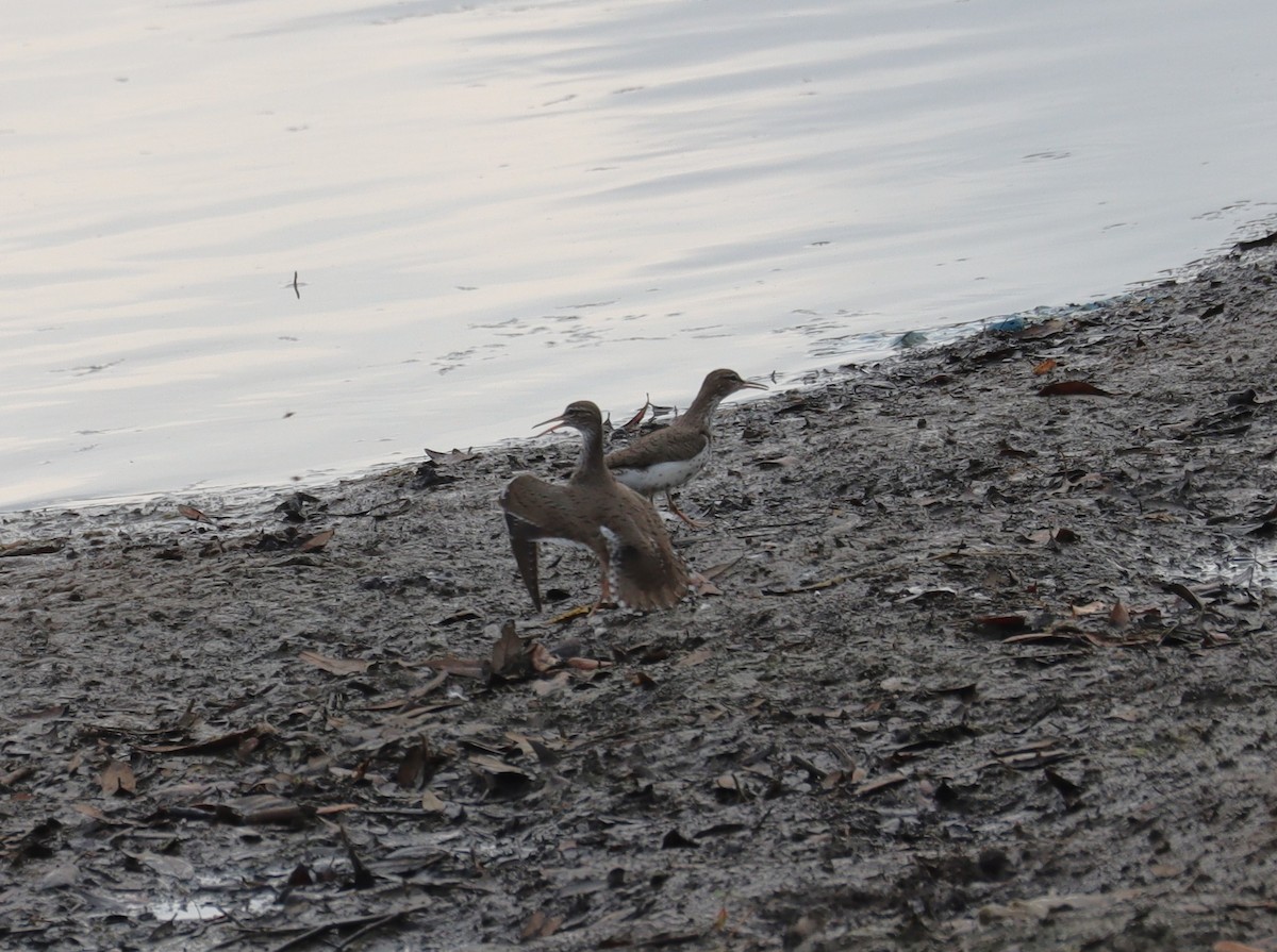 Spotted Sandpiper - ML618002665