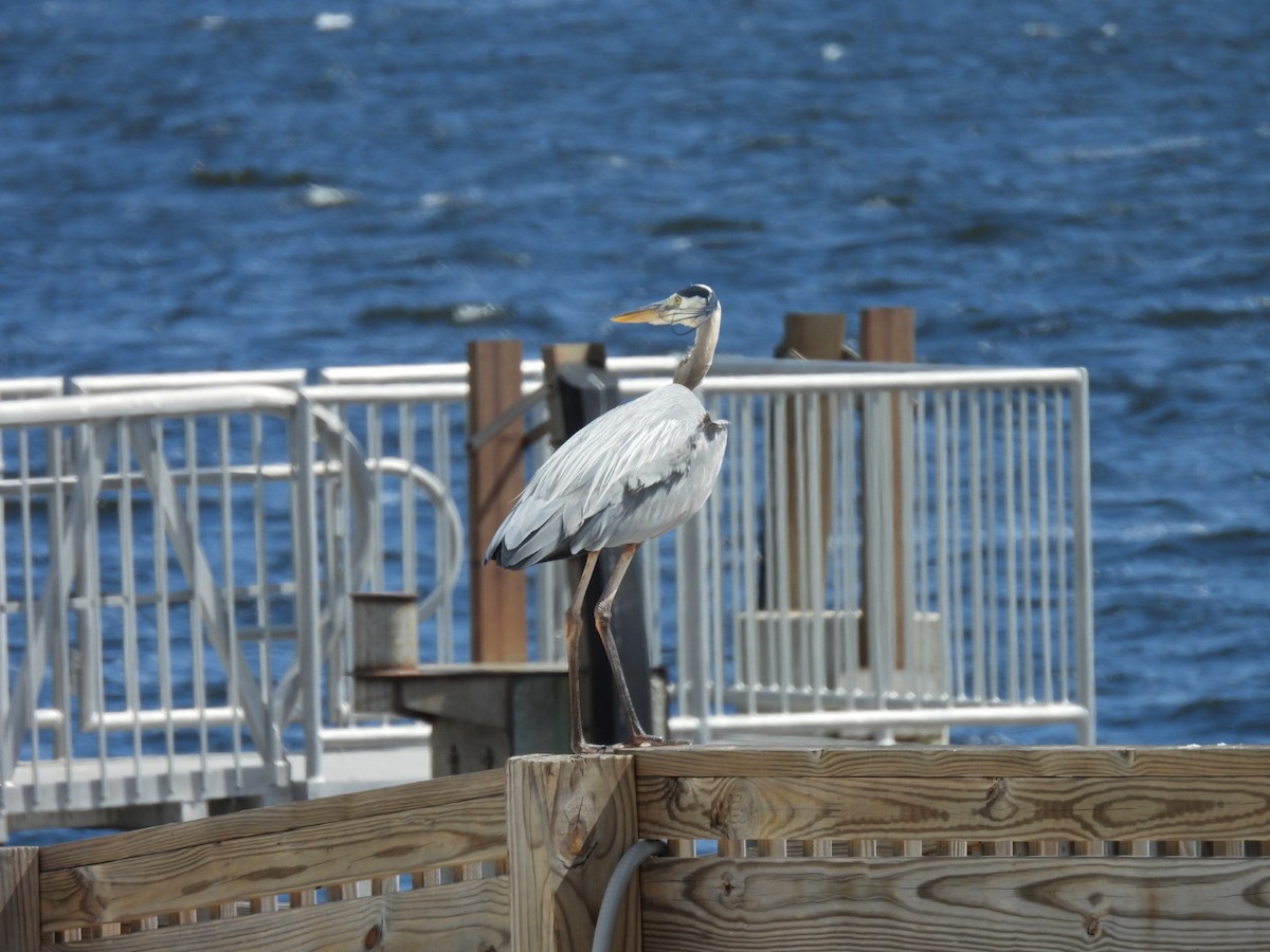 Great Blue Heron - ML618002668