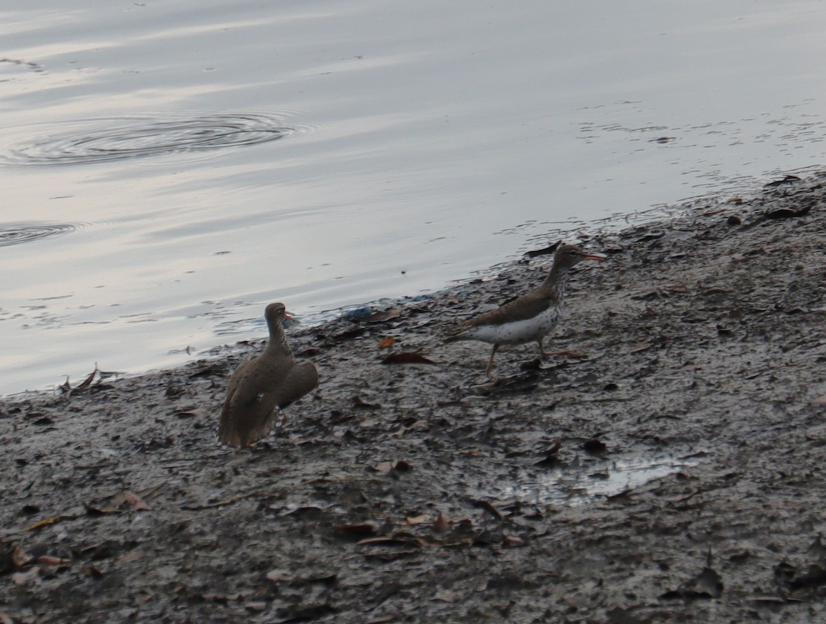 Spotted Sandpiper - ML618002682