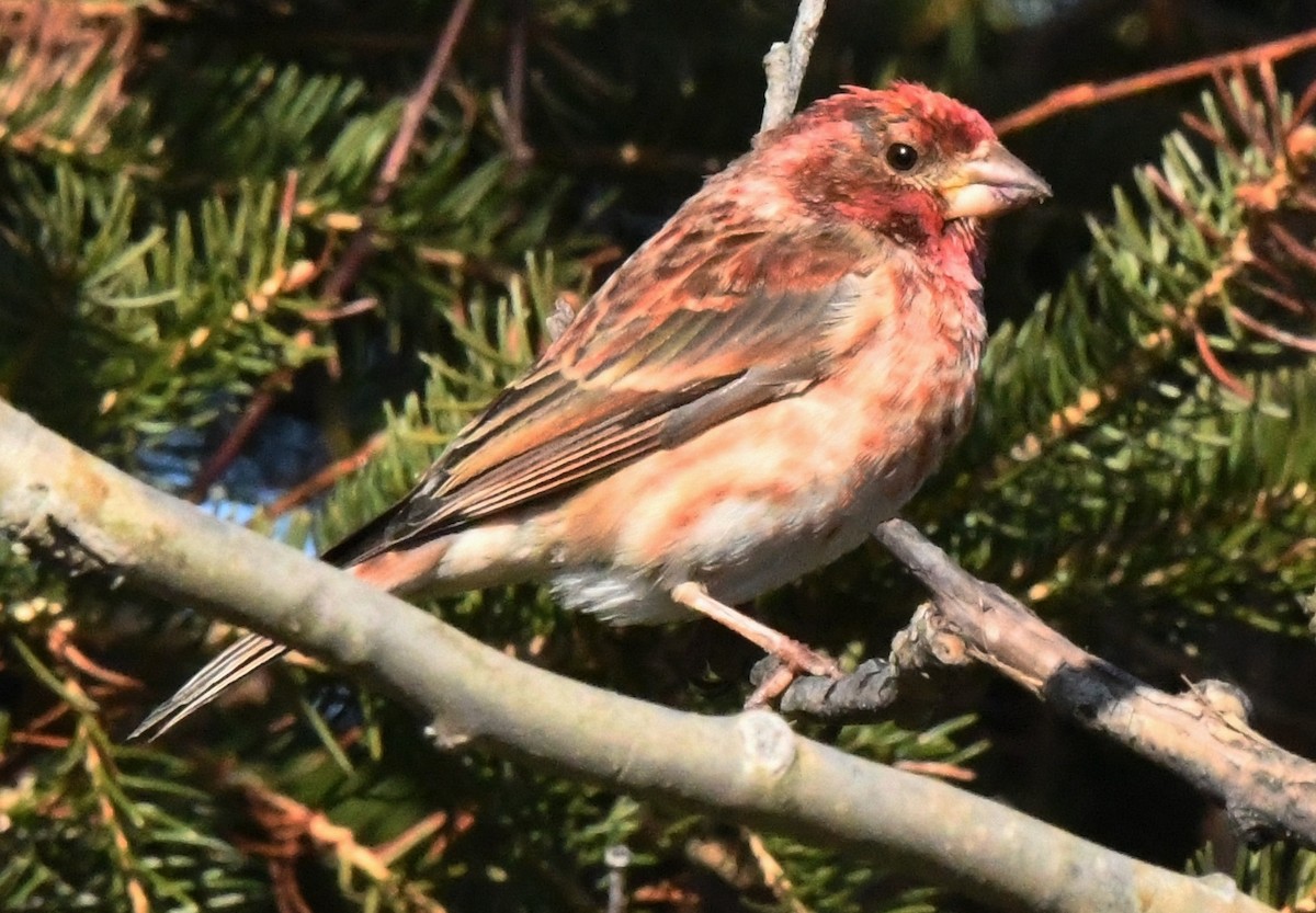 Purple Finch - roger beaupre