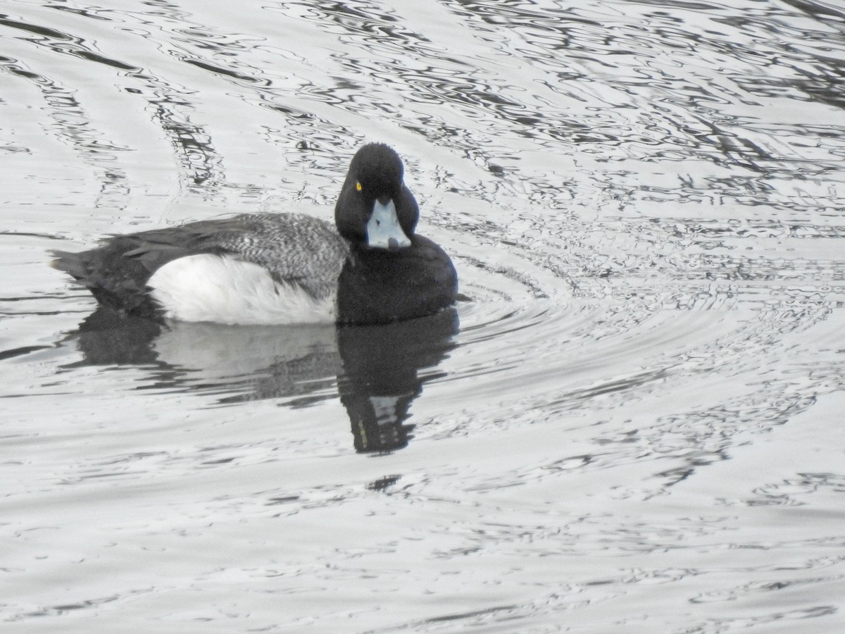 Lesser Scaup - Layton Pace