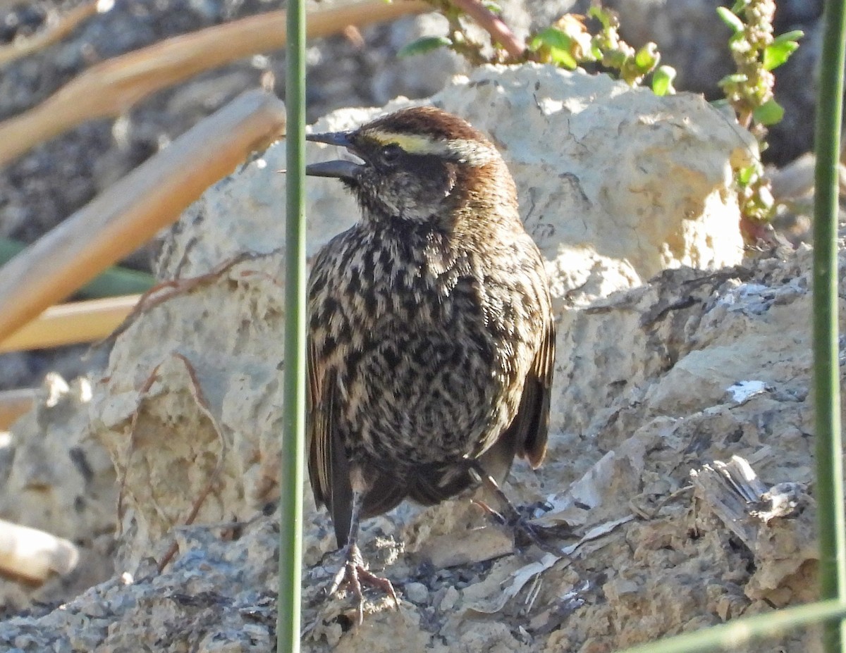 Yellow-winged Blackbird - José Antonio Balderrama