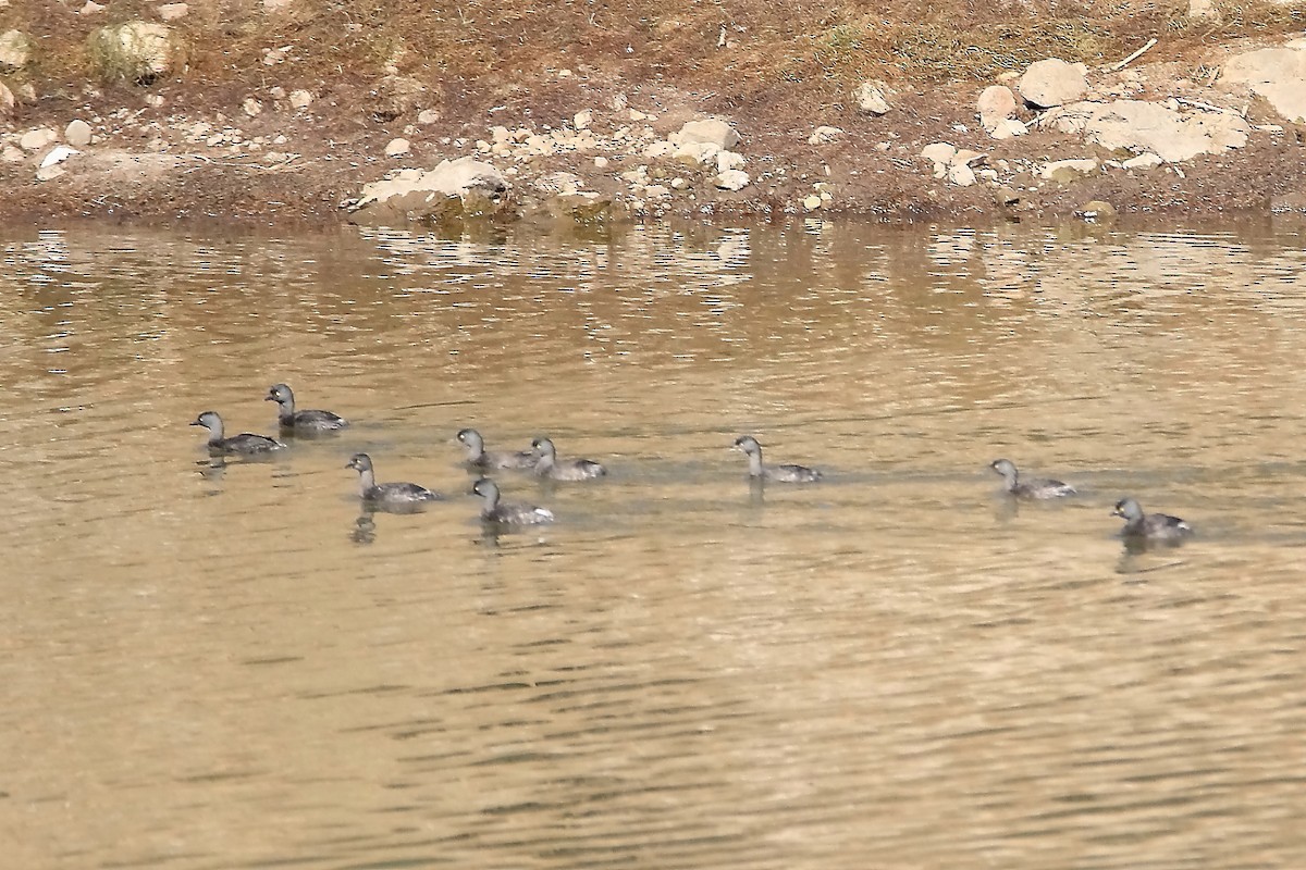 Least Grebe - ML618002727