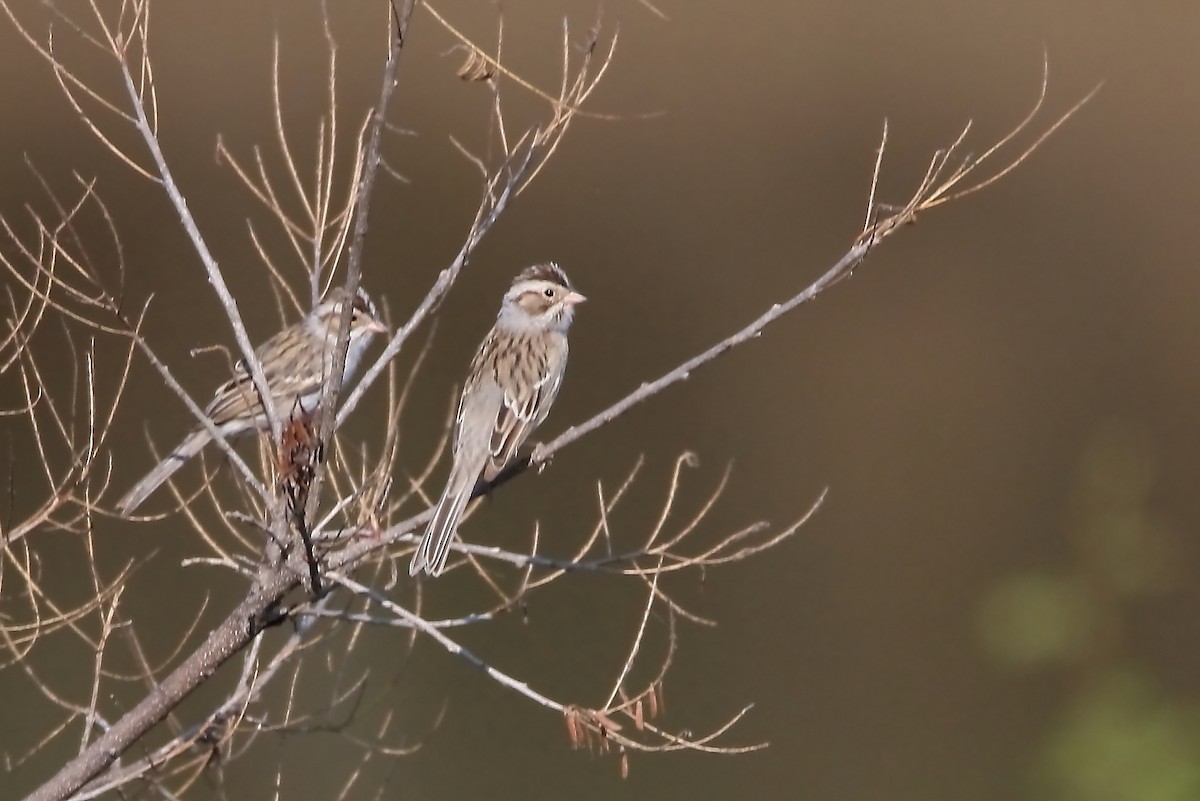 Clay-colored Sparrow - ML618002739