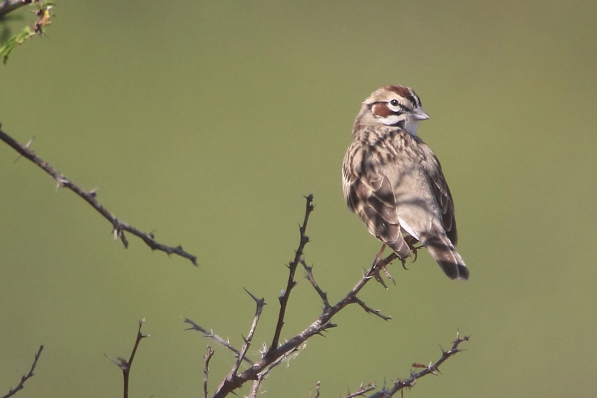 Lark Sparrow - ML618002754