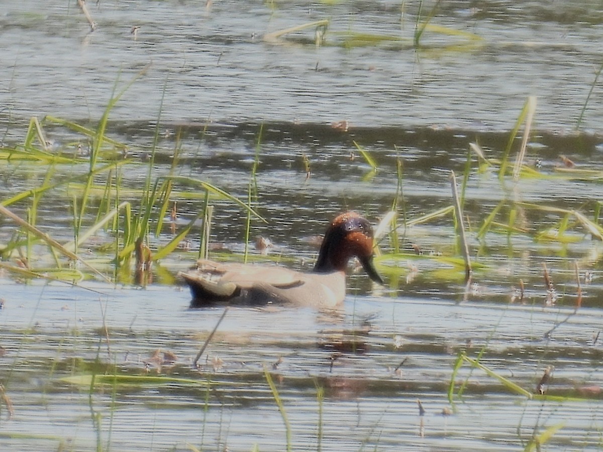 Green-winged Teal - ML618002831