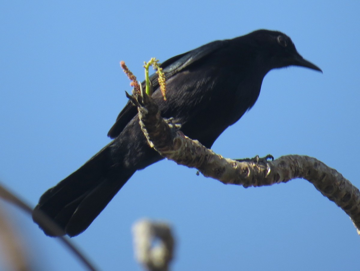 Black Catbird - ML618002834