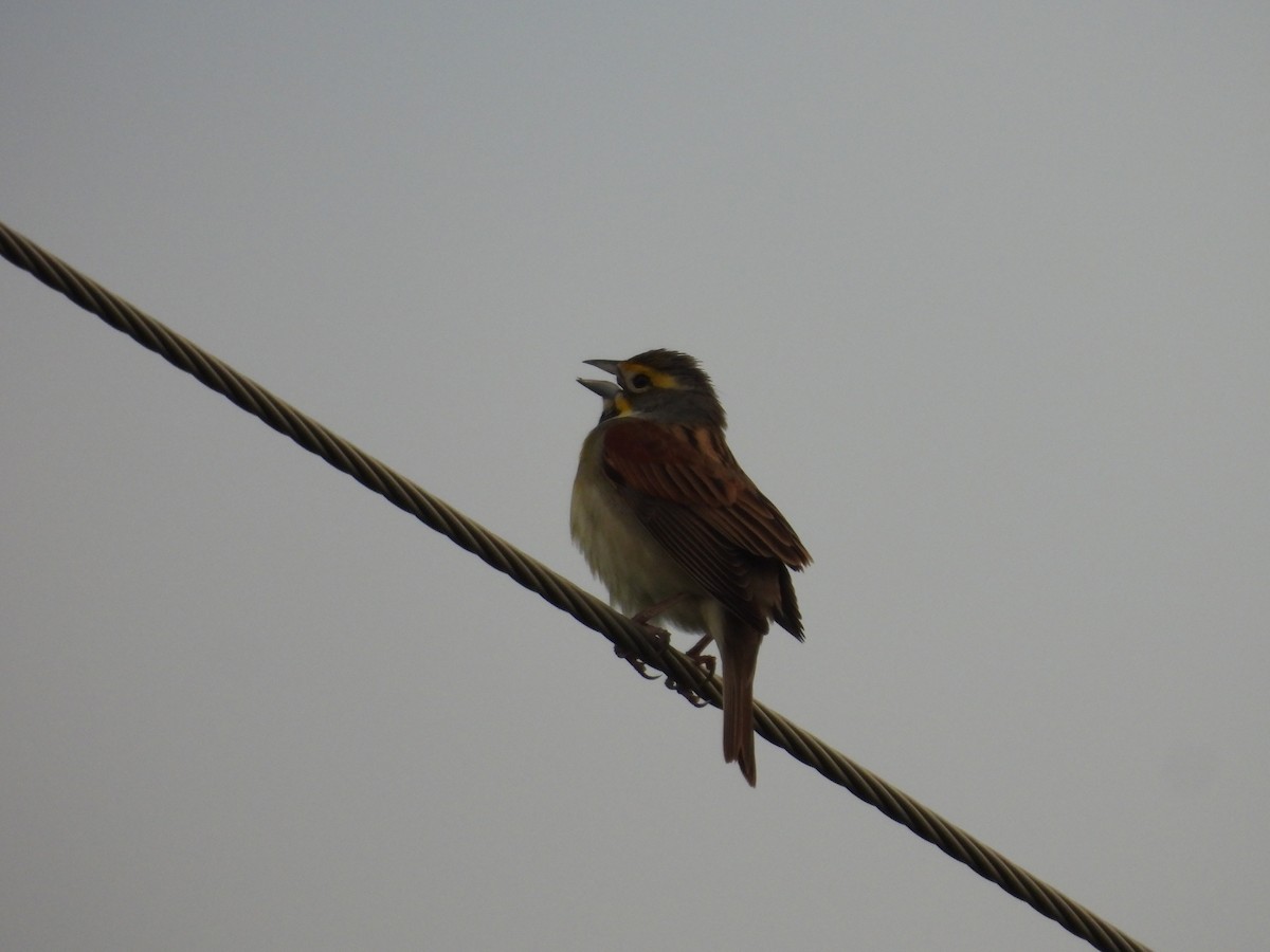 Dickcissel - ML618002841