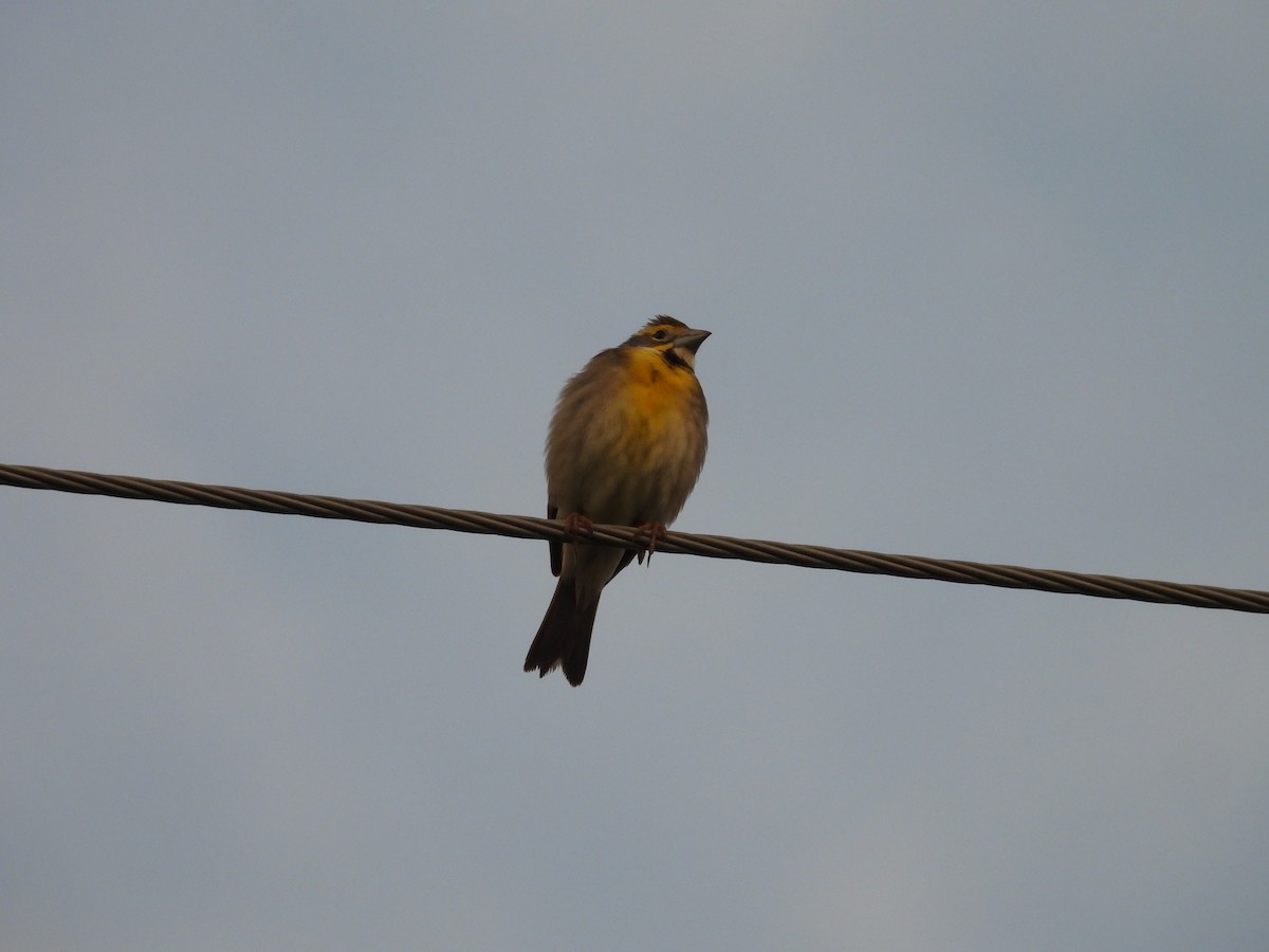 Dickcissel - ML618002842