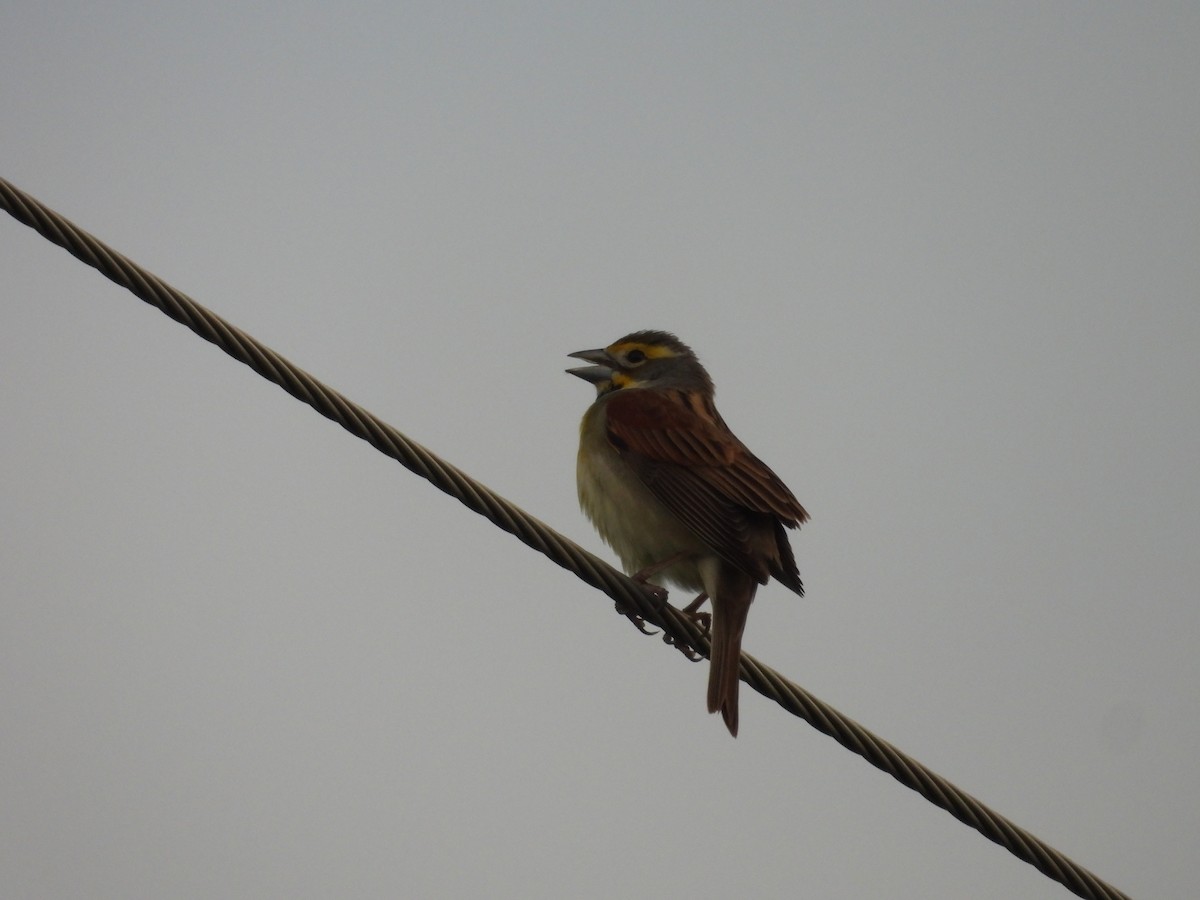 Dickcissel - ML618002845