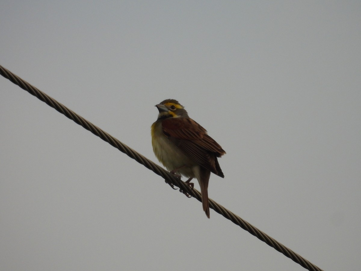 Dickcissel - ML618002846