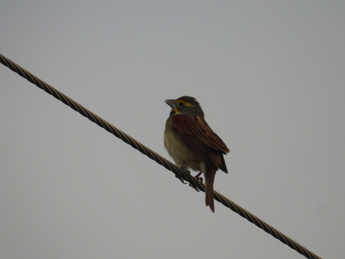 Dickcissel d'Amérique - ML618002847