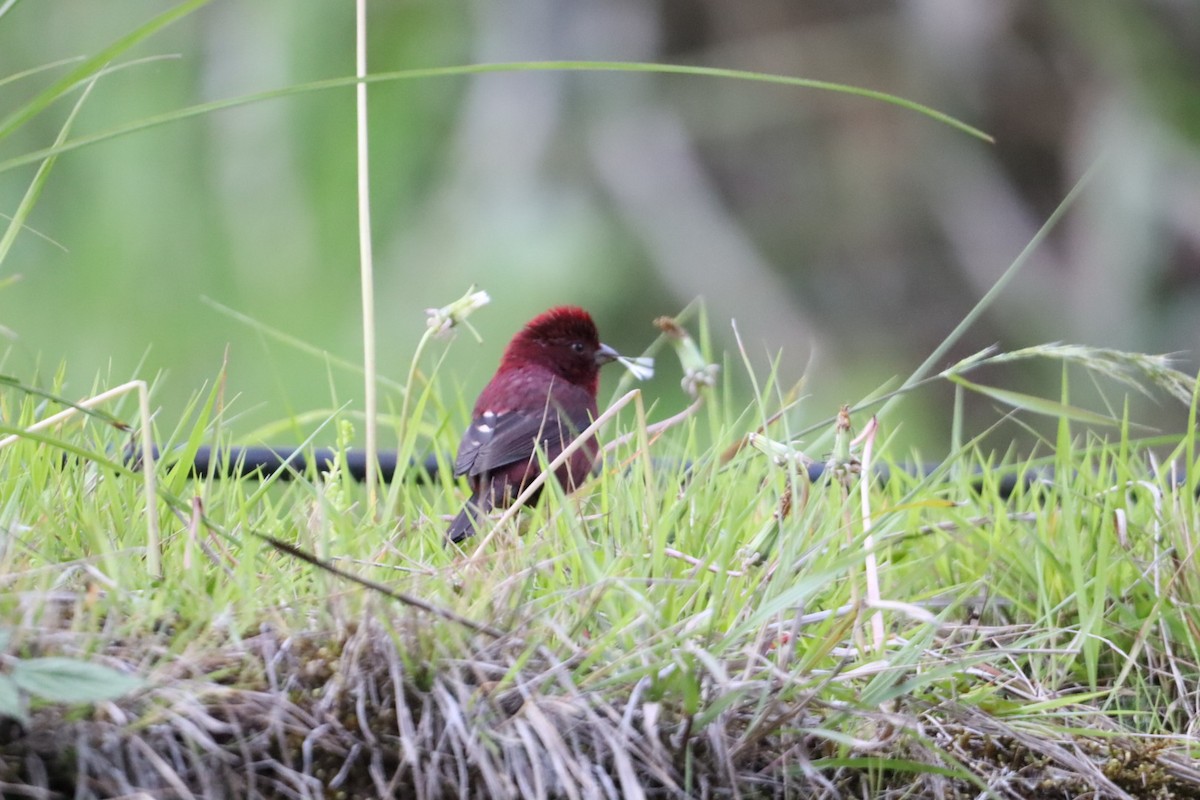 Taiwan Rosefinch - ML618002848