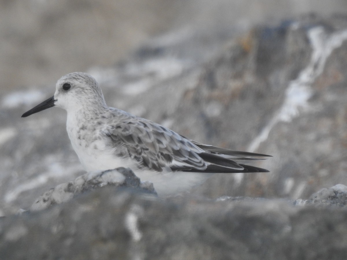 Sanderling - ML618002859