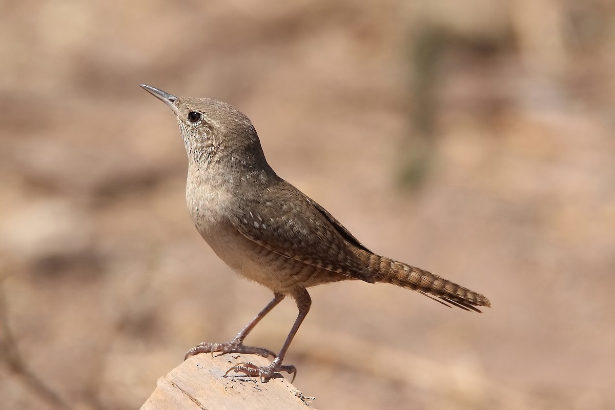 House Wren (Northern) - ML618002881