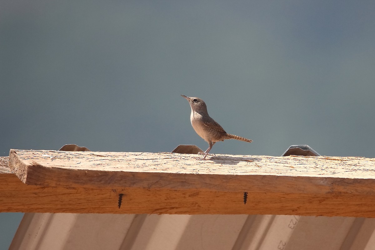 House Wren (Northern) - Paul Lewis