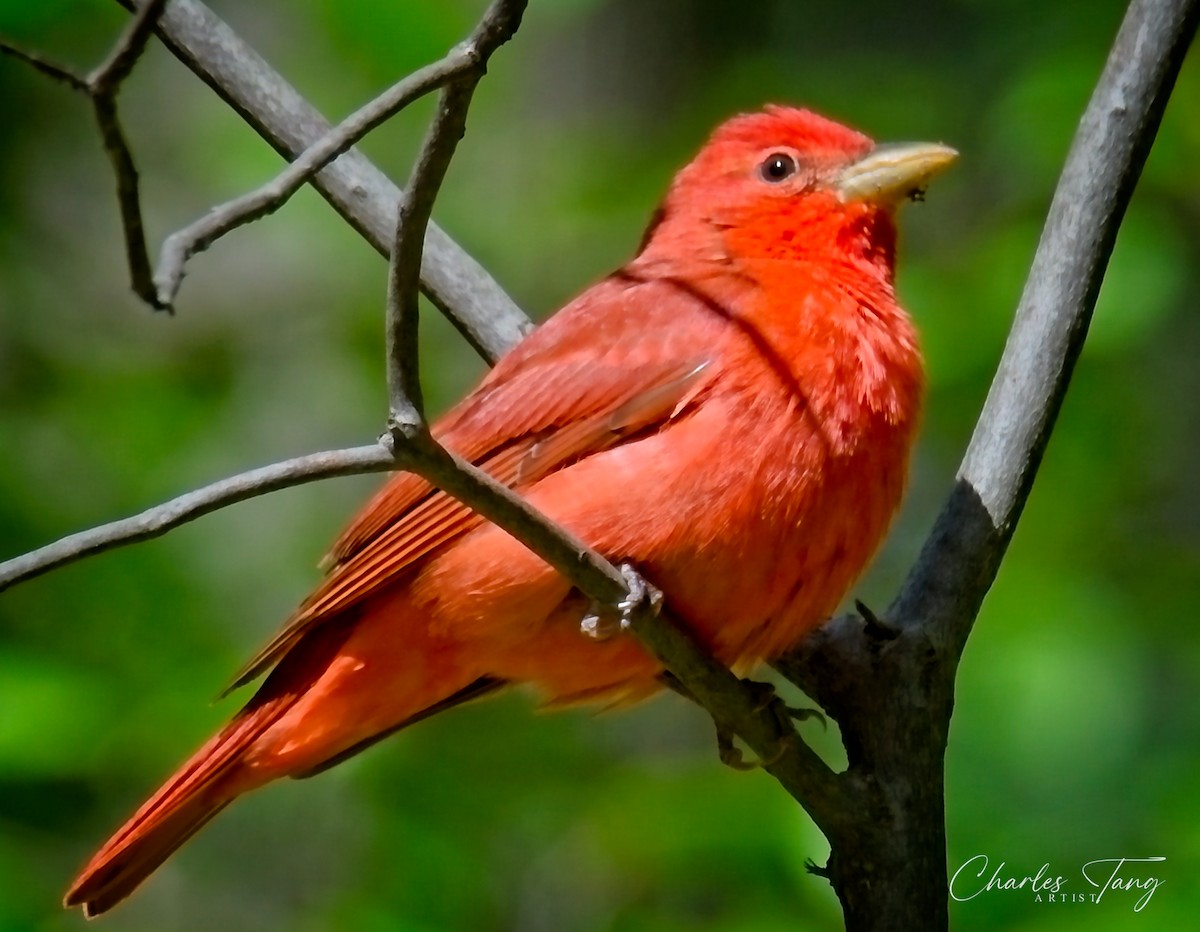 Summer Tanager - Charles Tang