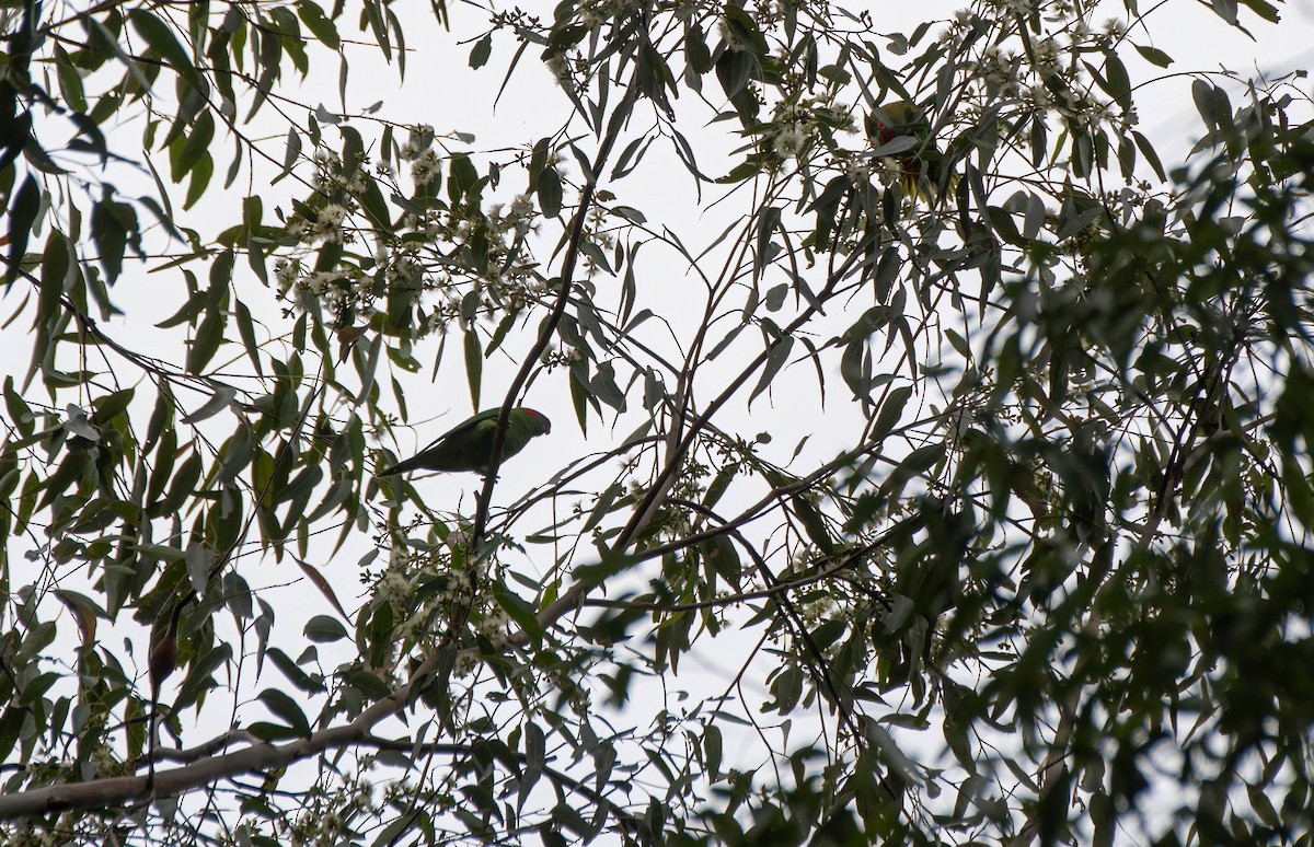 Musk Lorikeet - ML618002924