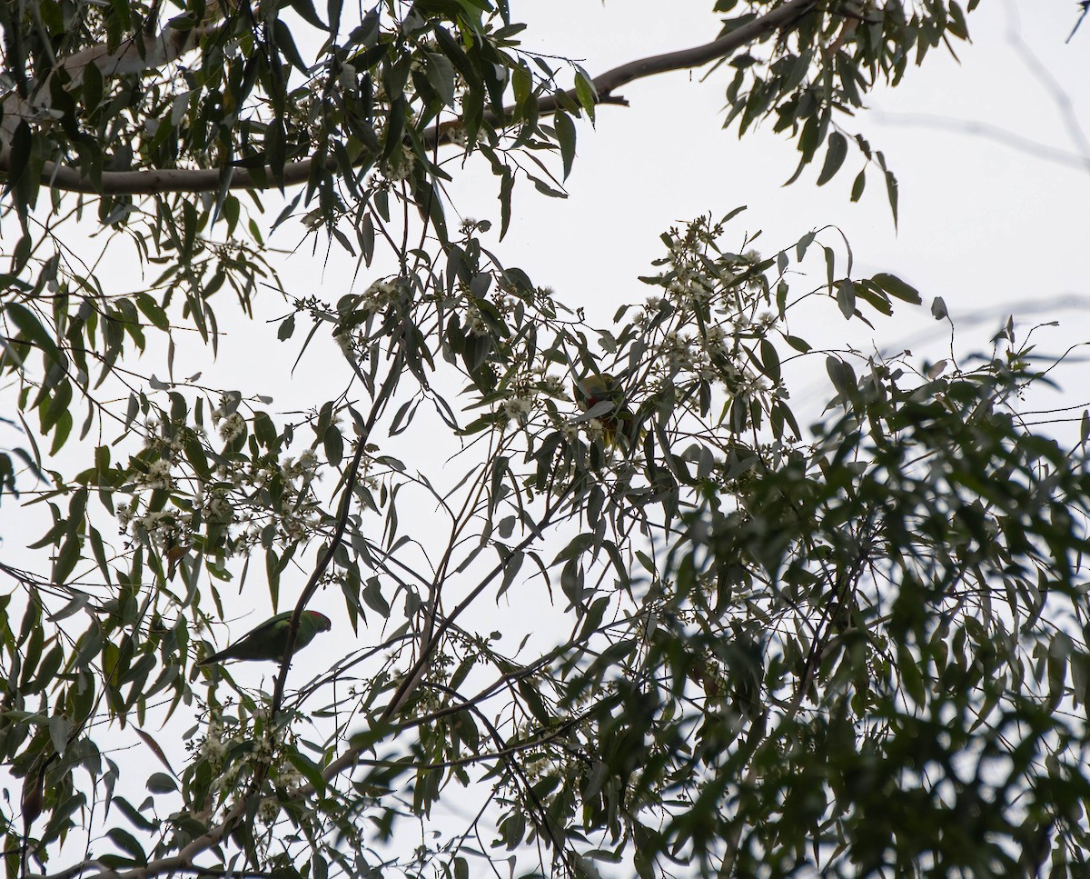 Musk Lorikeet - ML618002926