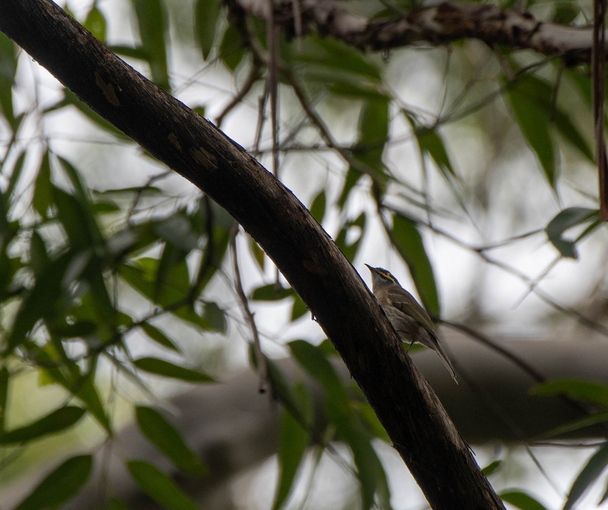 Yellow-faced Honeyeater - ML618002931