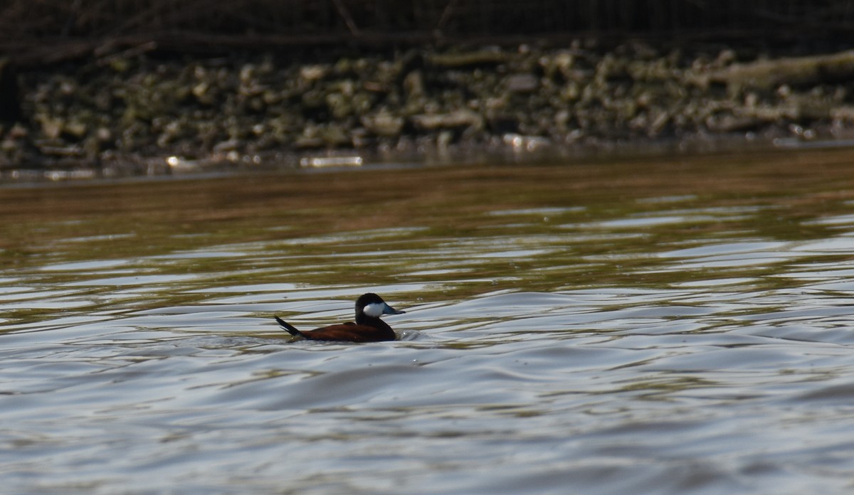 Ruddy Duck - ML618002959