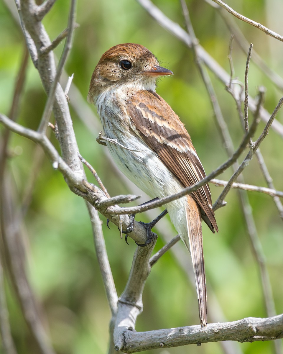 Bran-colored Flycatcher - Nicolas Mazzini