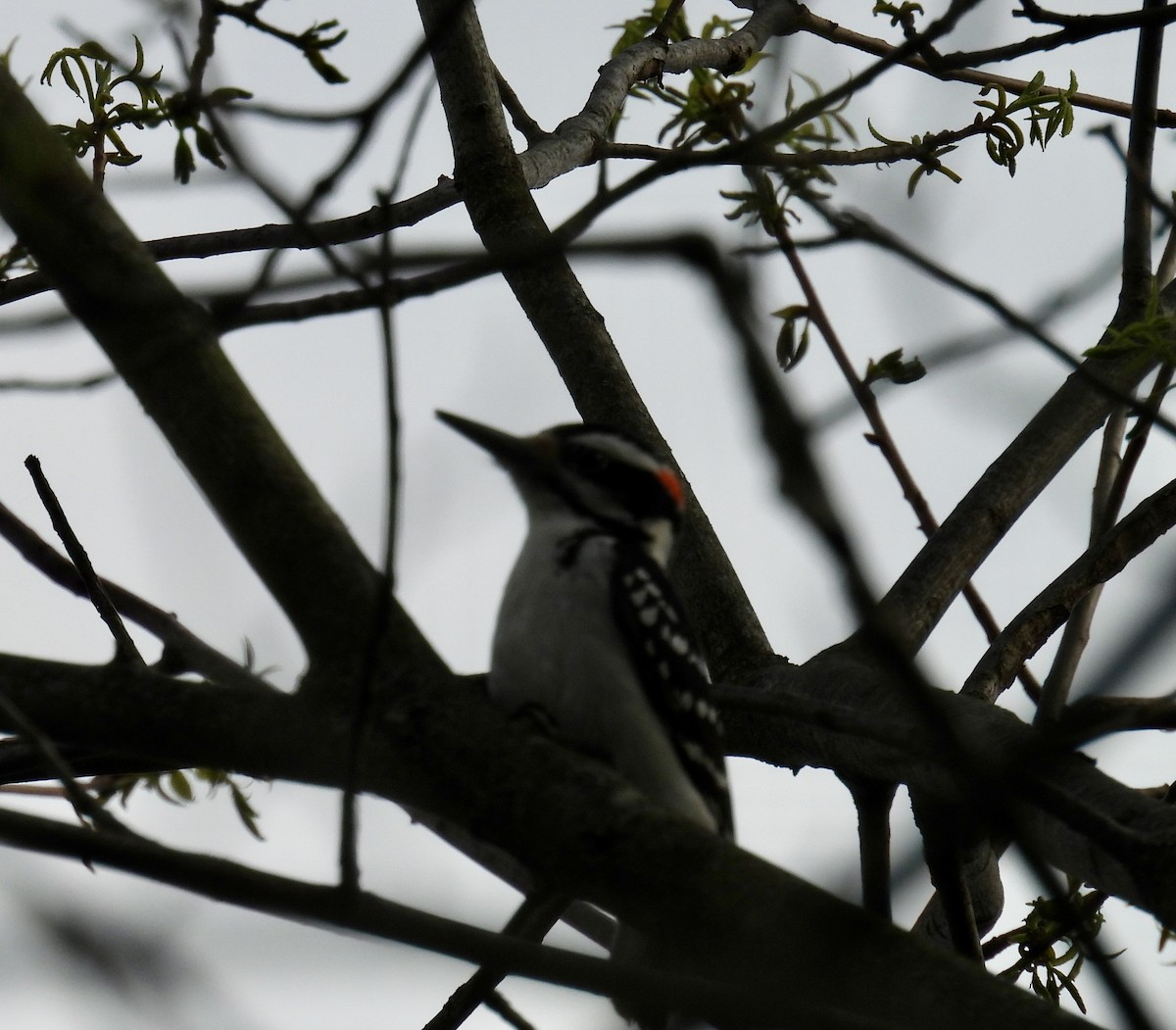 Hairy Woodpecker - ML618003011