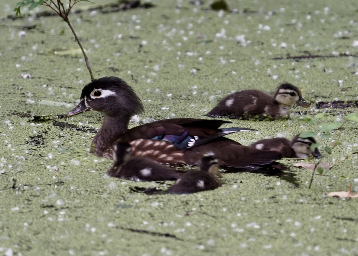 Wood Duck - Karen Carpenter