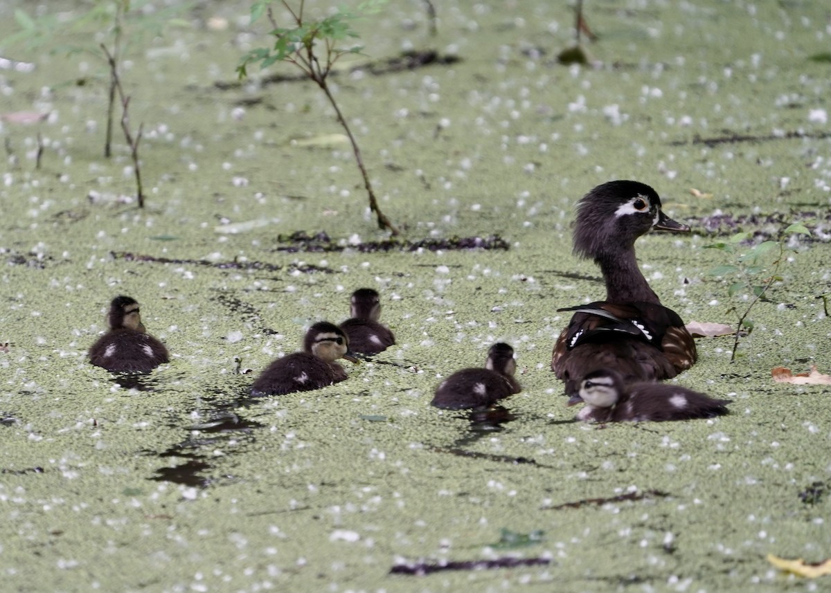 Wood Duck - Karen Carpenter