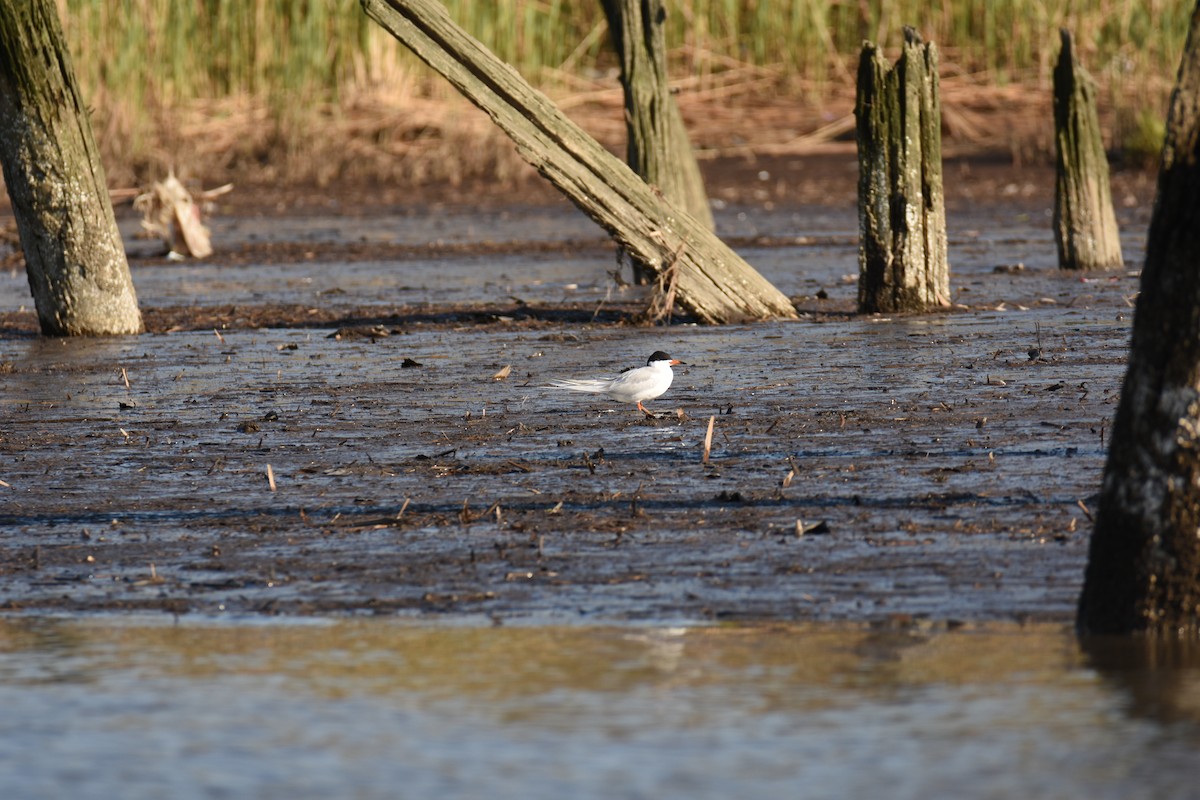 Forster's Tern - ML618003024