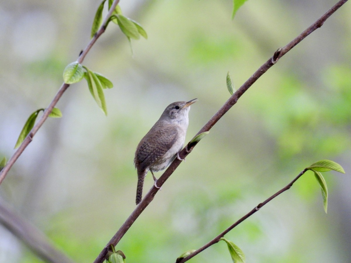 Northern House Wren - ML618003030