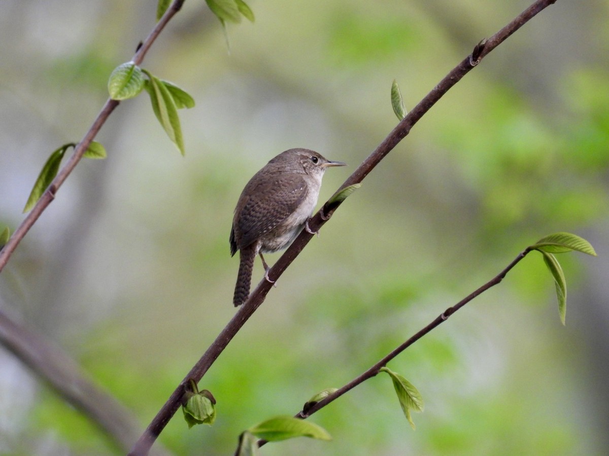 Northern House Wren - ML618003031