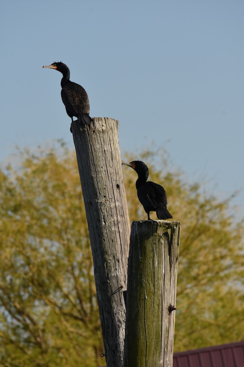 Double-crested Cormorant - Nathaniel Birrer