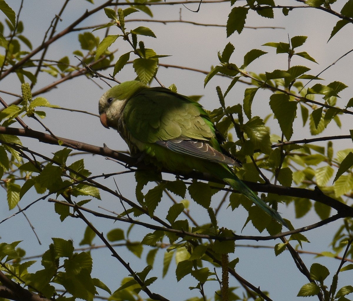 Monk Parakeet - Nathaniel Birrer