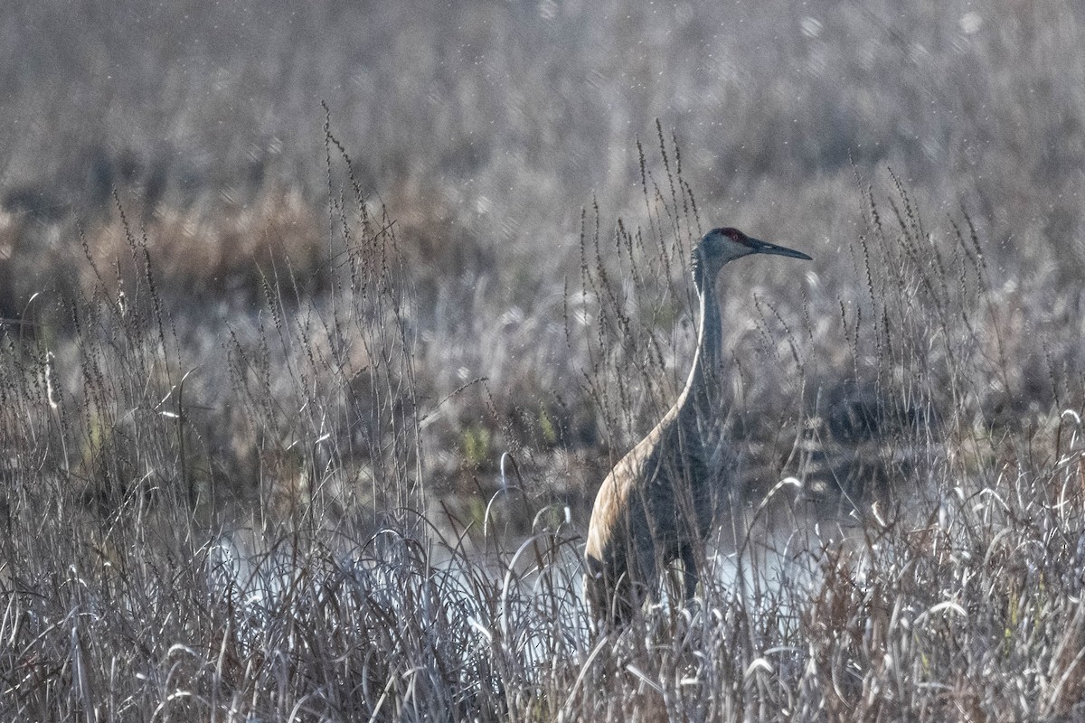 Sandhill Crane - ML618003079