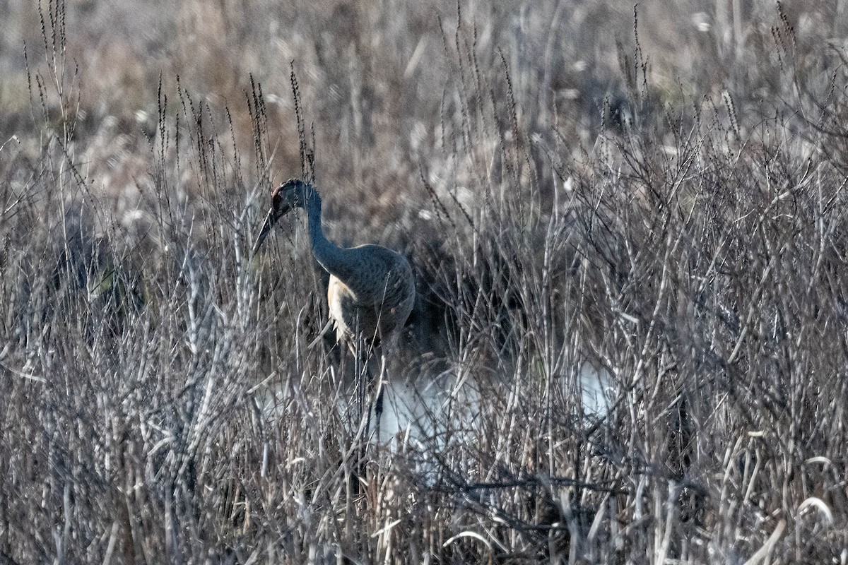 עגור קנדי - ML618003081