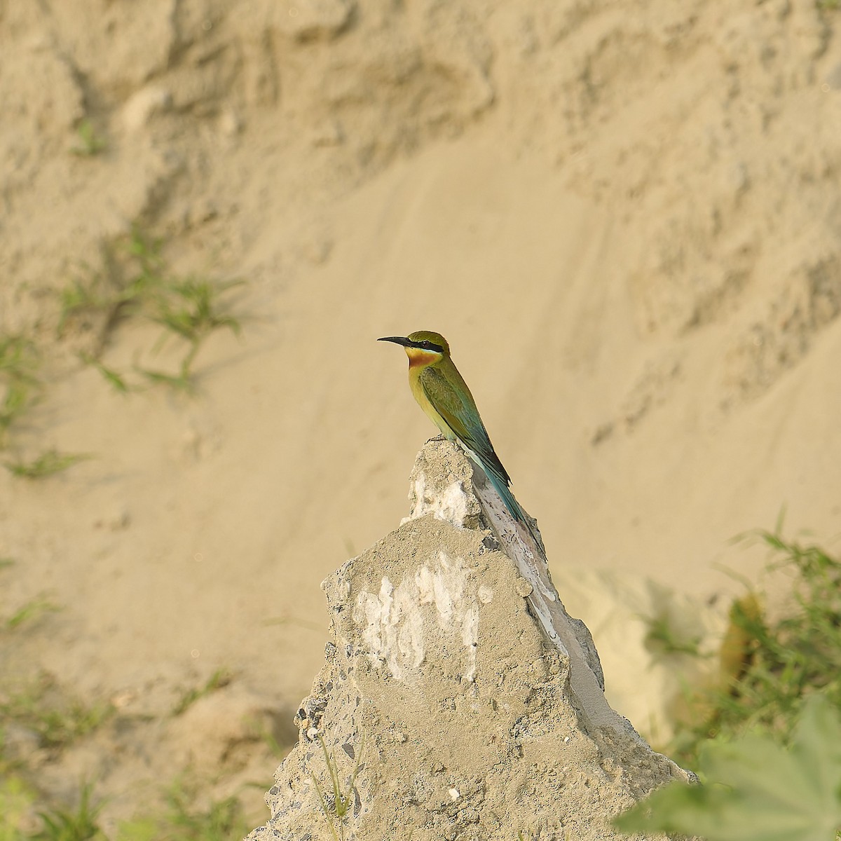 Blue-tailed Bee-eater - Byron Blomquist