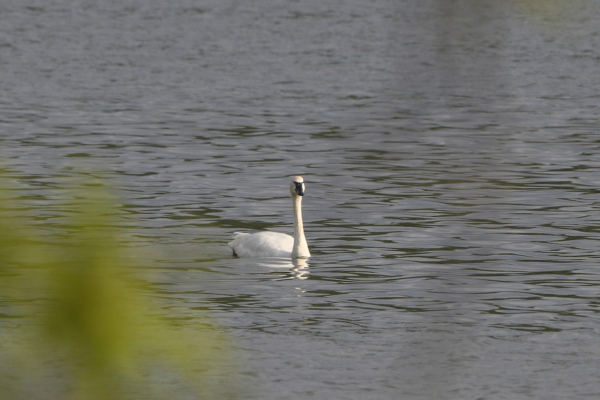 Tundra Swan - ML618003096