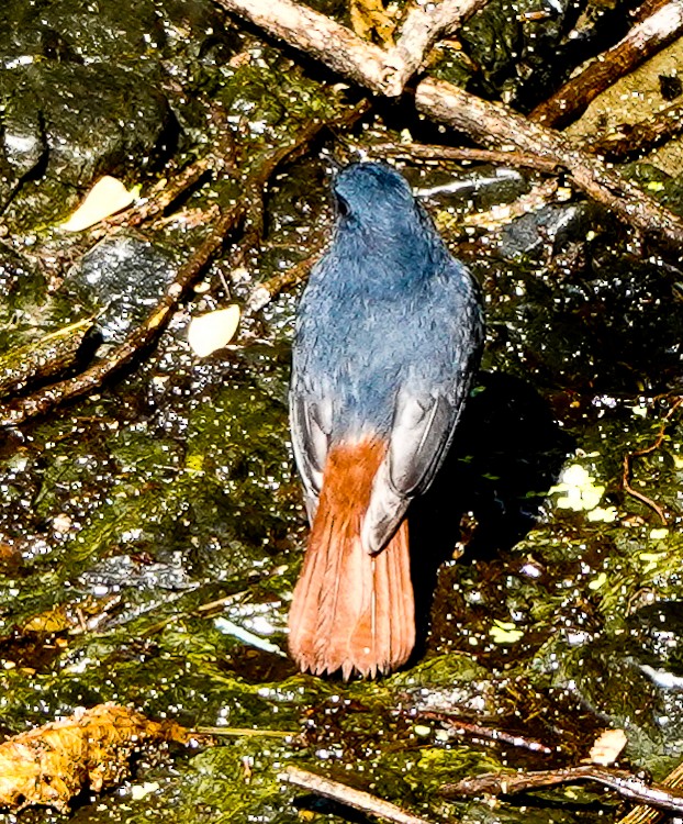 Luzon Redstart - Arden Anderson