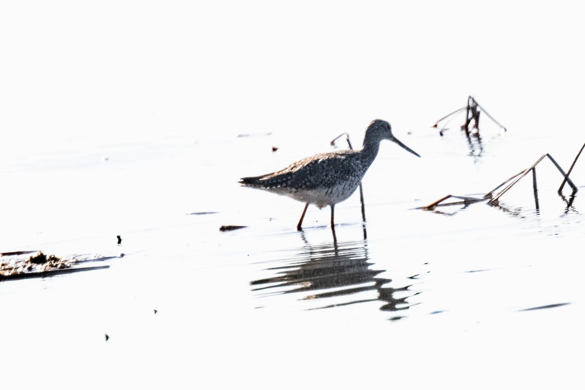 Greater Yellowlegs - ML618003102