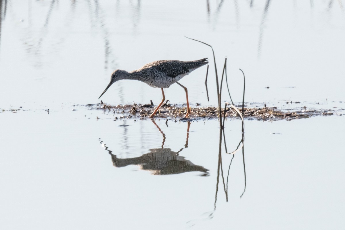 Greater Yellowlegs - ML618003103