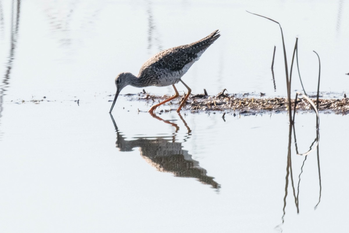 Greater Yellowlegs - ML618003104