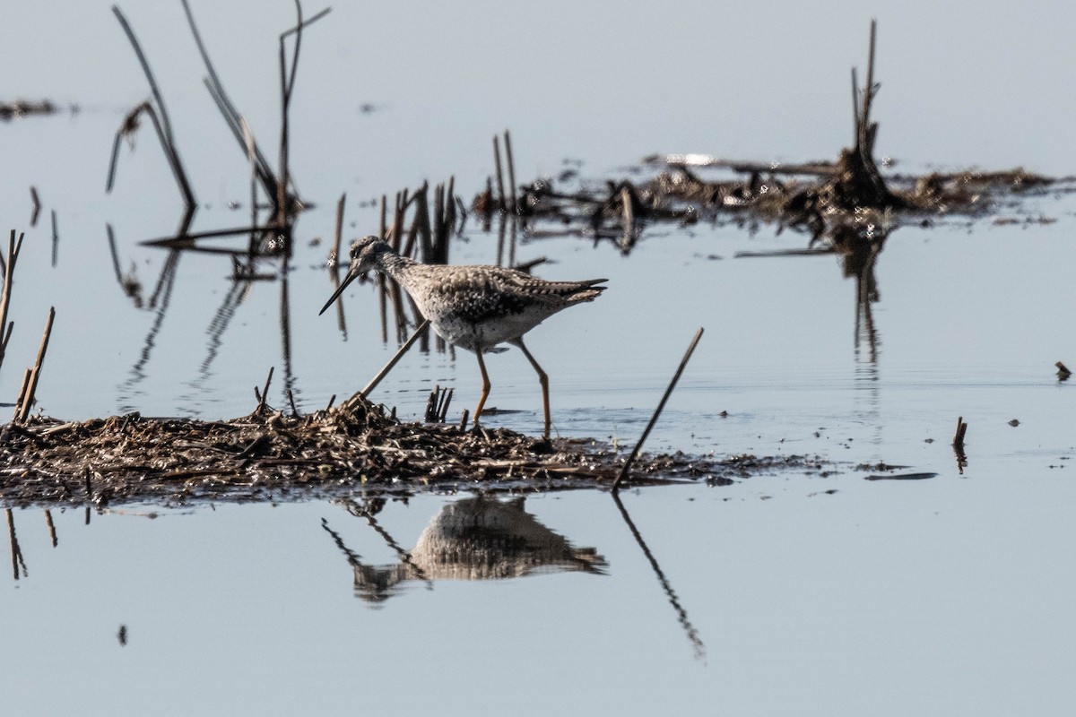 Greater Yellowlegs - ML618003105