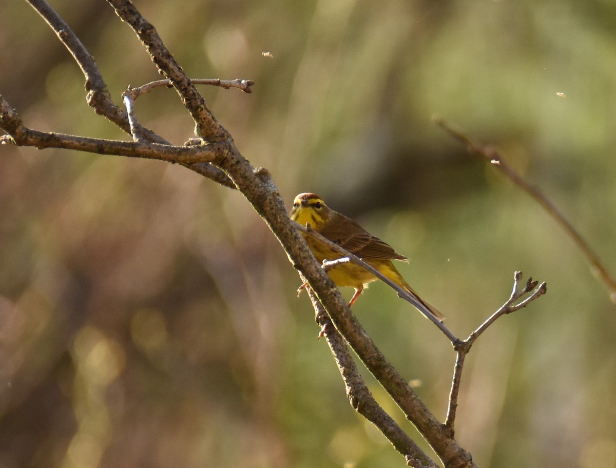 Palm Warbler - ML618003151