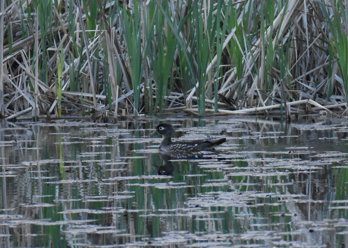 Wood Duck - ML618003174