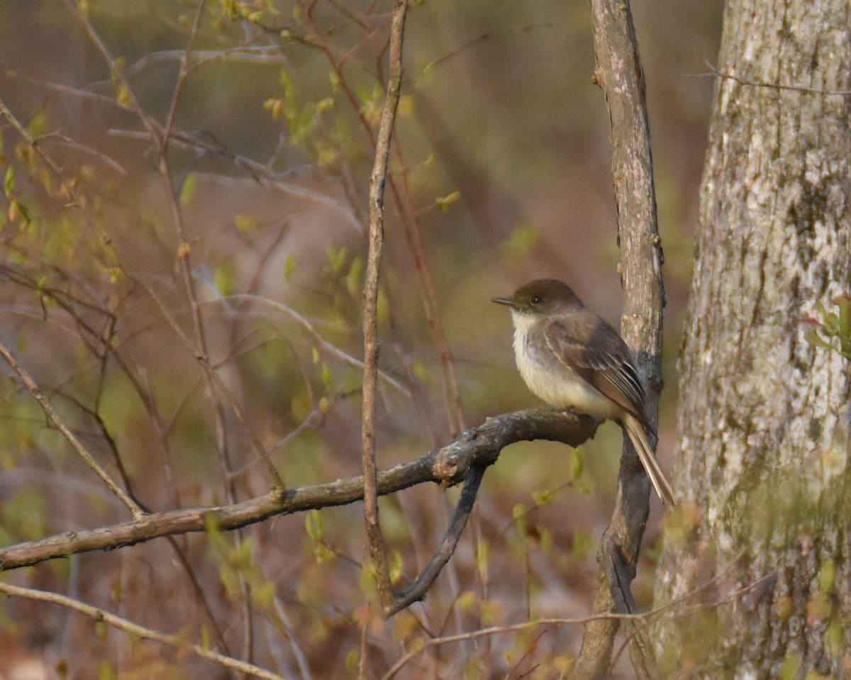 Eastern Phoebe - ML618003222