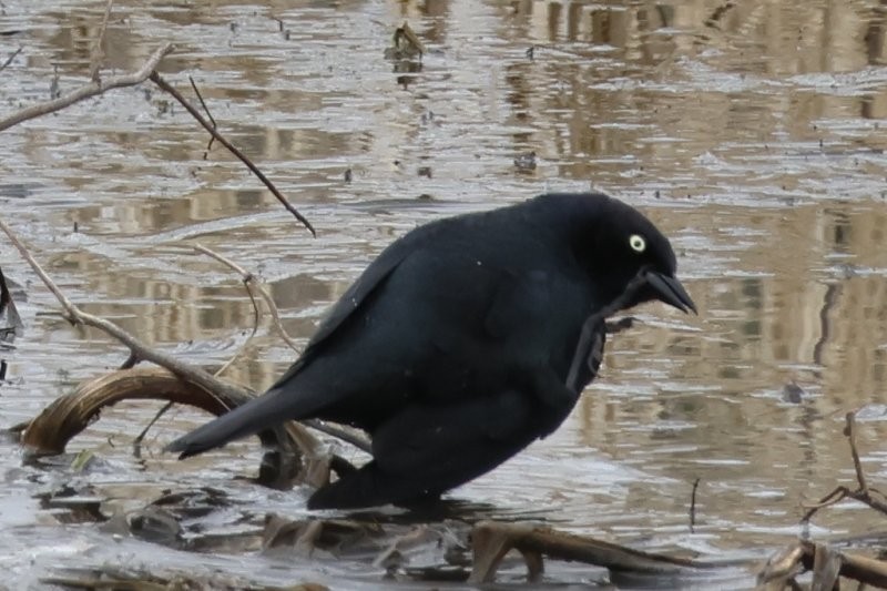 Brewer's Blackbird - ML618003231