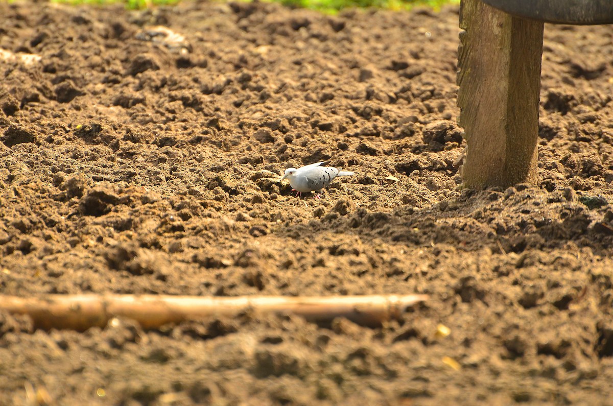 Blue Ground Dove - ML618003259